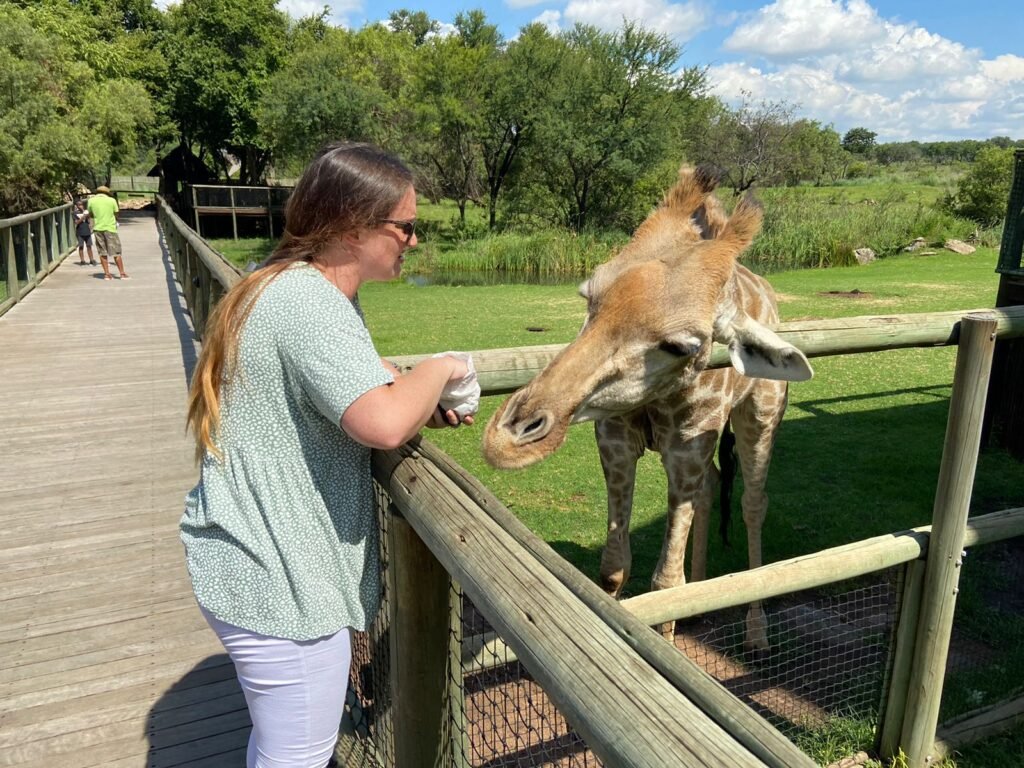 Woman feeding a giraffe over a fence at a wildlife park in South Africa