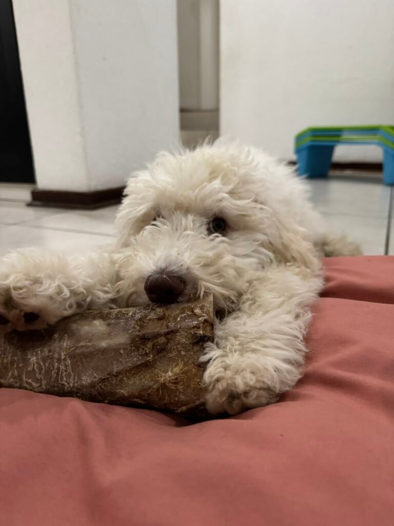 Fluffy white labradoodle puppy lying down chewing on a large bone